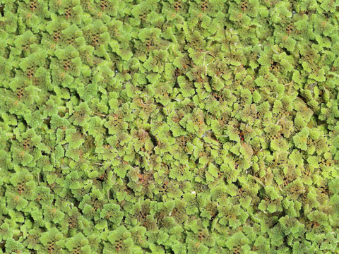  地衣，杂草，野草地9 