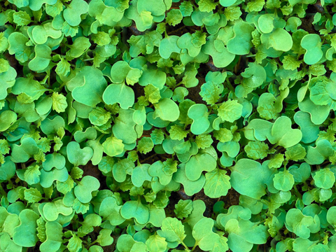 地衣，杂草，野草地37