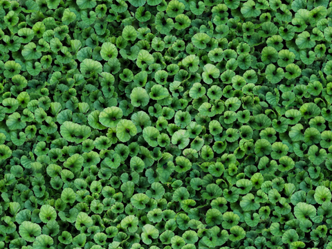 地衣，杂草，野草地65