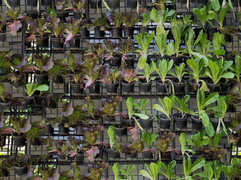 垂直绿植墙，生态绿植墙绿化墙100