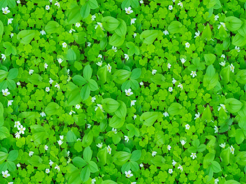 地衣，杂草，野草地69