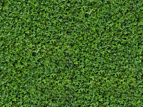 地衣，杂草，野草地19