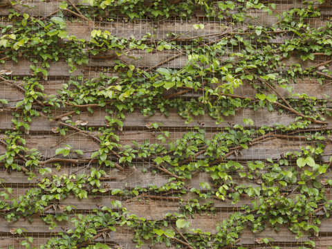 垂直绿植墙，生态绿植墙绿化墙122