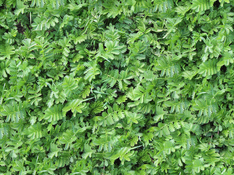 地衣，杂草，野草地60