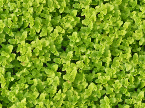 地衣，杂草，野草地4