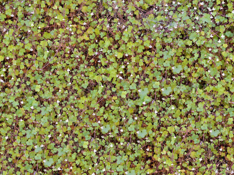 垂直绿植墙，生态绿植墙绿化墙163