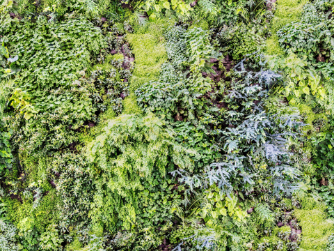  垂直绿植墙，生态绿植墙绿化墙84 