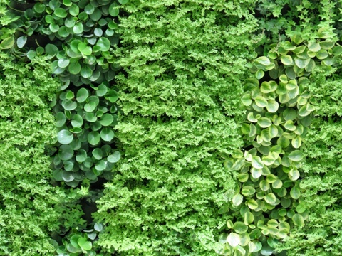  垂直绿植墙，生态绿植墙绿化墙26 