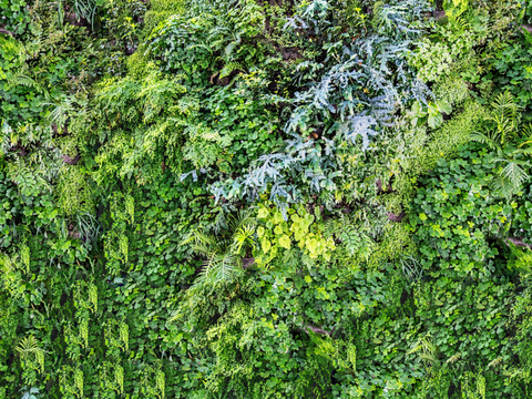  垂直绿植墙，生态绿植墙绿化墙83 