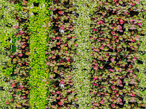 垂直绿植墙，生态绿植墙绿化墙2