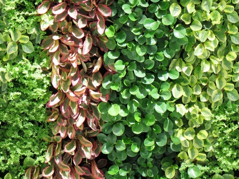  垂直绿植墙，生态绿植墙绿化墙25 