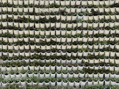  垂直绿植墙，生态绿植墙绿化墙238 