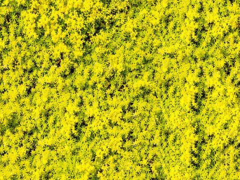 地衣，杂草，野草地10