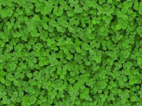  地衣，杂草，野草地8 