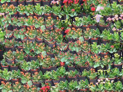 垂直绿植墙，生态绿植墙绿化墙181