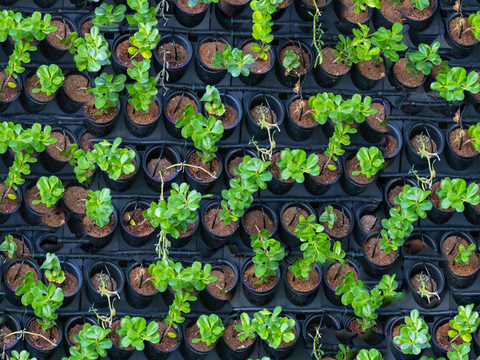  垂直绿植墙，生态绿植墙绿化墙203 