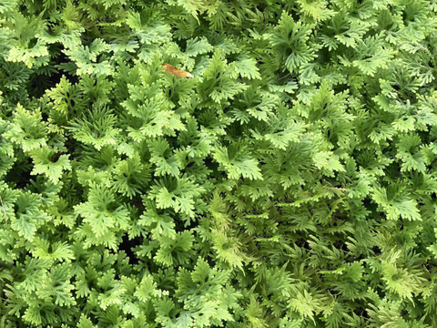 地衣，杂草，野草地1