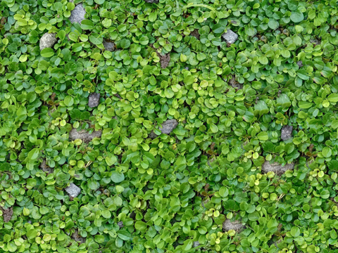 地衣，杂草，野草地39