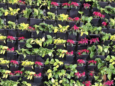 垂直绿植墙，生态绿植墙绿化墙178