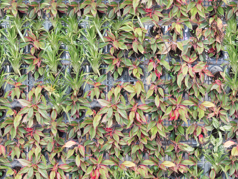 垂直绿植墙，生态绿植墙绿化墙147