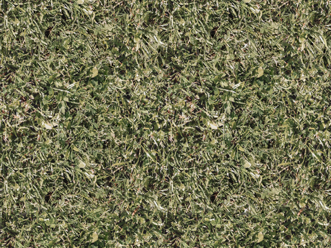 地衣，杂草，野草地55