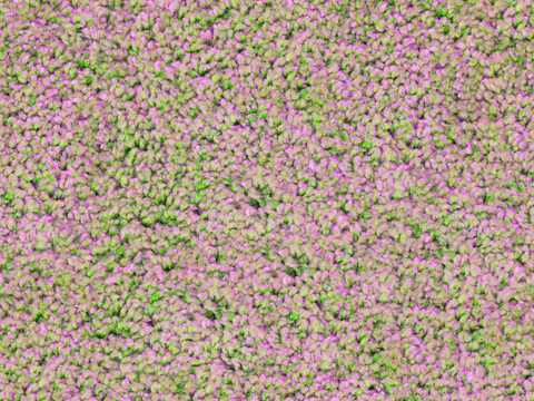 地衣，杂草，野草地6