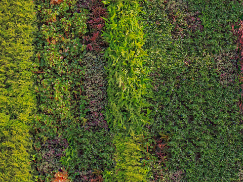 垂直绿植墙，生态绿植墙绿化墙5