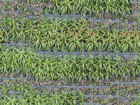 垂直绿植墙，生态绿植墙绿化墙60