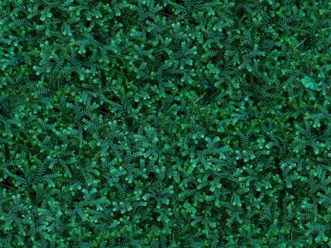 地衣，杂草，野草地67