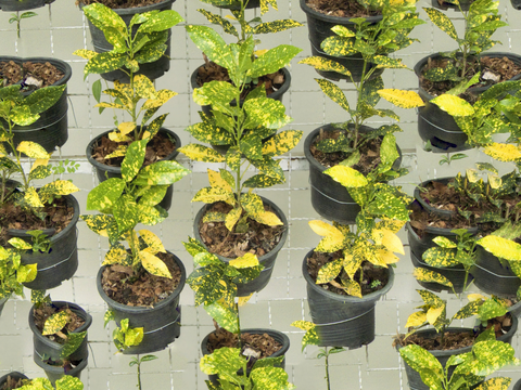 垂直绿植墙，生态绿植墙绿化墙117