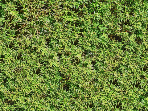 地衣，杂草，野草地54