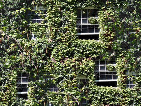 垂直绿植墙，生态绿植墙绿化墙124