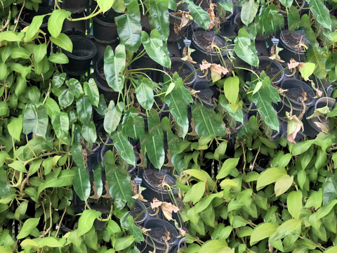 垂直绿植墙，生态绿植墙绿化墙157