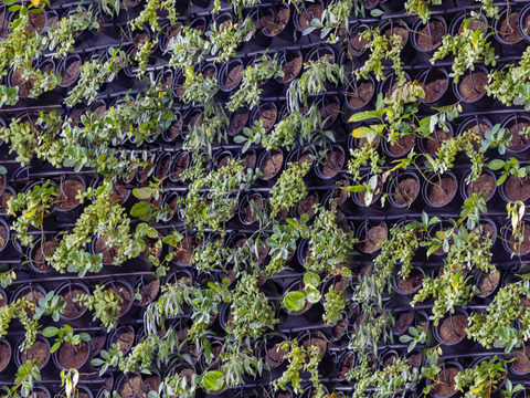  垂直绿植墙，生态绿植墙绿化墙202 