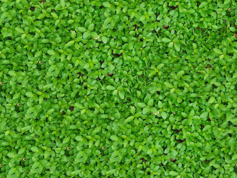 地衣，杂草，野草地28