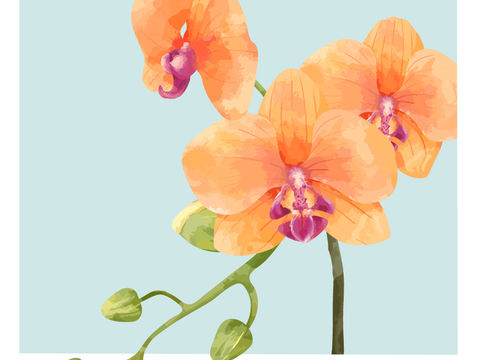 小清晰动植物图案纹理肌理43