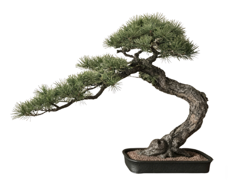  PS免抠盆栽造型松 造型松 盆栽植物组合 盆景造型松 