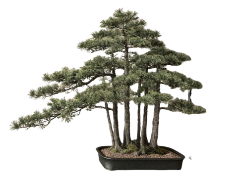  PS免抠盆栽造型松 造型松 盆栽植物组合 盆景造型松 