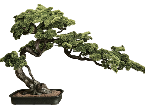  PS免抠盆栽造型松 造型松 盆栽植物组合 盆景造型松 