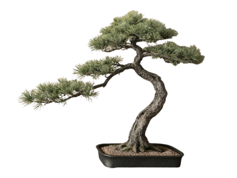  PS免抠盆栽造型松 造型松 盆栽植物组合 盆景造型松 