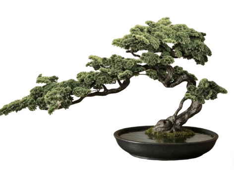  PS免抠盆栽造型松 造型松 盆栽植物组合 盆景造型松 