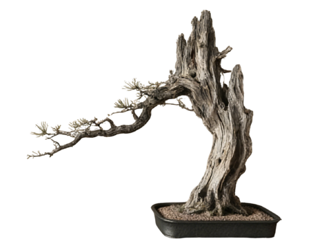  PS免抠盆栽造型松 造型松 盆栽植物组合 盆景造型松 