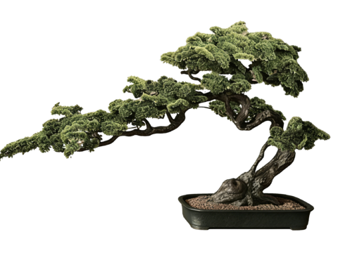  PS免抠盆栽造型松 造型松 盆栽植物组合 盆景造型松 