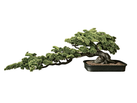  PS免抠盆栽造型松 造型松 盆栽植物组合 盆景造型松 