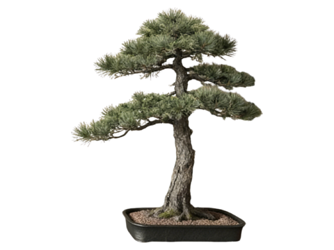  PS免抠盆栽造型松 造型松 盆栽植物组合 盆景造型松 