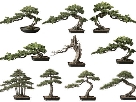  PS免抠盆栽造型松 造型松 盆栽植物组合 盆景造型松 