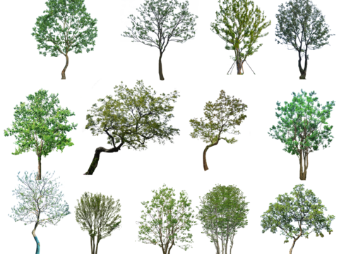  现代树 免抠素材 