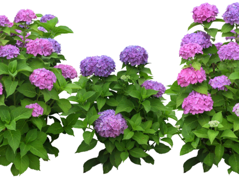  现代简约绣球花 免抠素材 