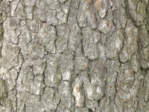  树皮 