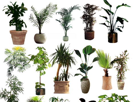 现代极简花盆_绿植_盆栽